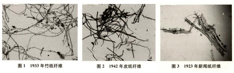 竹紙、皮紙、新聞紙纖維圖譜